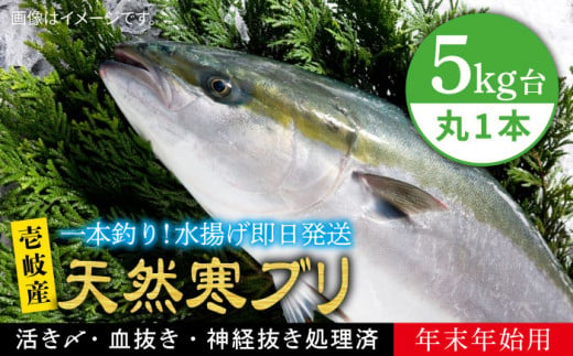 [11/1〜1/15お届け 年末年始用]天然 寒ブリ(5キロ台・丸もの) [壱岐市][壱岐島 玄海屋][JBS015] ぶり 寒ぶり ブリ 魚 刺身 しゃぶしゃぶ 85000 85000円