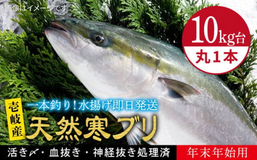 [11/1〜1/15お届け 年末年始用]天然 寒ブリ(10キロ台・丸もの) [壱岐市][壱岐島 玄海屋][JBS034] ぶり 寒ぶり ブリ 魚 刺身 しゃぶしゃぶ 30000 30000円 30万