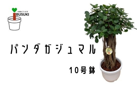 1月上旬～発送【観葉植物】パンダガジュマル10号リン鉢(前園植物園/110-1448) 南国鹿児島県で育った 観葉植物！植物 鉢付 インテリア 室内  オフィス おしゃれ プレゼント ギフト 開店祝い 移転祝い マイナスイオン【配送不可地域：北海道・沖縄県・離島】