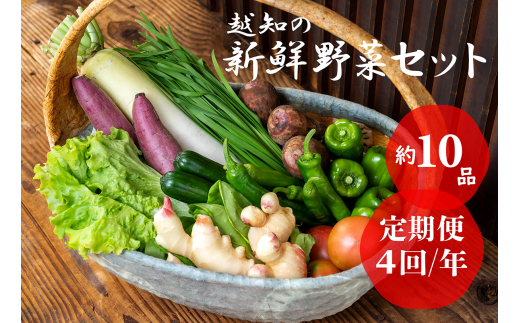 越知産市の季節の野菜セット(年4回発送) 産地直送 旬野菜 - 高知県