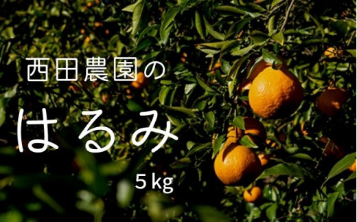 大崎上島産 西田農園のはるみ 約5kg（30個程度）。甘くて果汁たっぷり！幅広い世代に人気のはるみです。