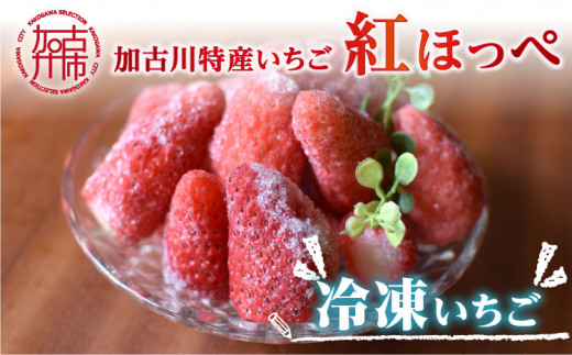 兵庫加古川（小林農園）特産いちご　紅ほっぺ冷凍いちご約2kg（約1kg×2袋）　大粒　苺【2101C08003】