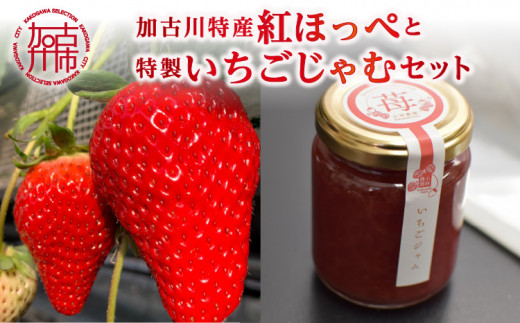 兵庫県加古川市の加古川のイチゴがいっぱい | ふるさと納税 [ふるさと 