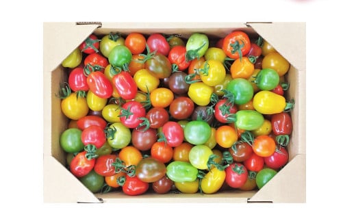 熊本県熊本市のふるさと納税 15～20種 の カラフル ミニトマト 合計約1.5kg トマト 完熟