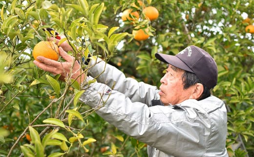 【2022年3月上旬発送】甘夏みかん 約10kg 果物 農薬不使用 有機肥料使用