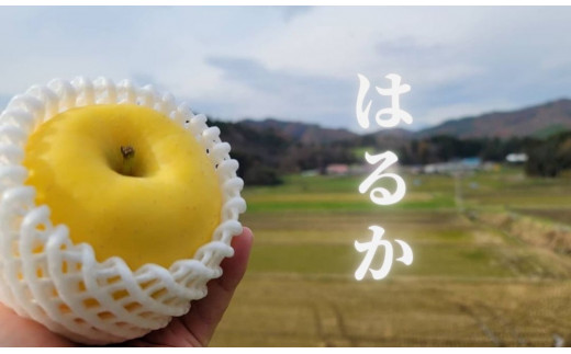 岩手県で生まれた黄色いリンゴ