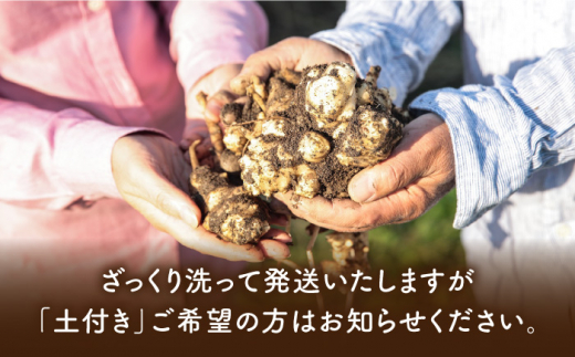 2023年10月下旬より順次出荷】糸島産 菊芋 5kg 自然栽培 糸島市 / 大石