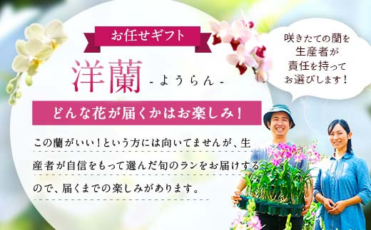 【森水木のラン屋さん】洋蘭 ギフト S 鉢花（高さ30～40cm）お祝い 贈り物 フラワーギフト