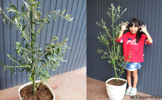オリーブツリー 1鉢 育成ガイドブック付き 植物 鉢植え 熊本県水俣市 ふるさとチョイス ふるさと納税サイト