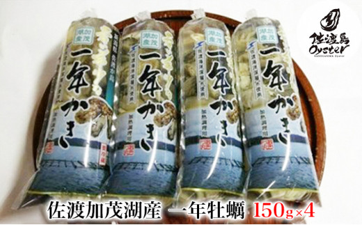 [№5703-0306]佐渡加茂湖産一年牡蠣