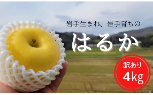 岩手県で生まれた黄色いリンゴ