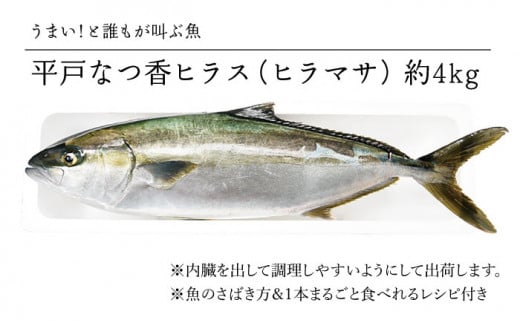 ほのかな柑橘の香り 平戸なつ香ヒラス ヒラマサ 約4kg 坂野水産 Kaa001 長崎県平戸市 ふるさと納税 ふるさとチョイス