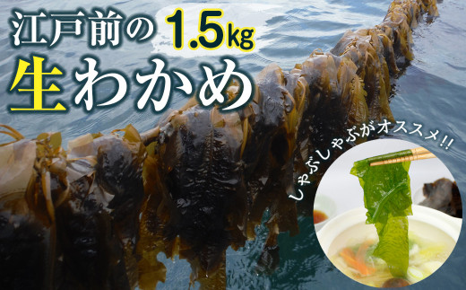 新富津のワカメ（生）1.5kg - 千葉県富津市｜ふるさとチョイス