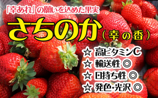 【配達日指定可】弘津さんちの朝採りイチゴ　さちのか(約500g×2パック)約1kg　冷蔵便　クール便