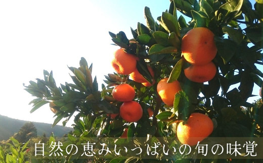 宮田園芸の 青島みかん 10kg (M・L) 柑橘 フルーツ