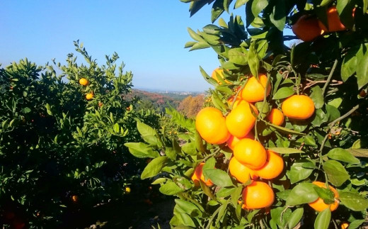 宮田園芸の 青島みかん 10kg (M・L) 柑橘 フルーツ