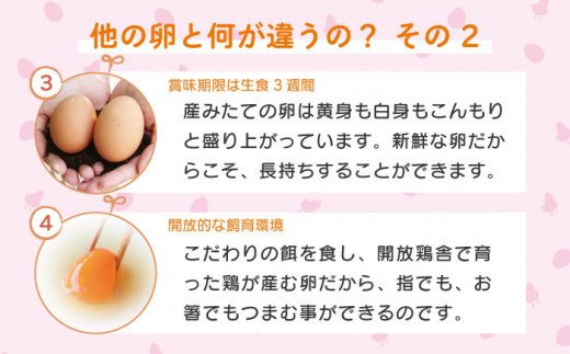 産みたて新鮮卵 野中のたまご 40個 野中鶏卵 Oac001 長崎県川棚町 ふるさとチョイス ふるさと納税サイト