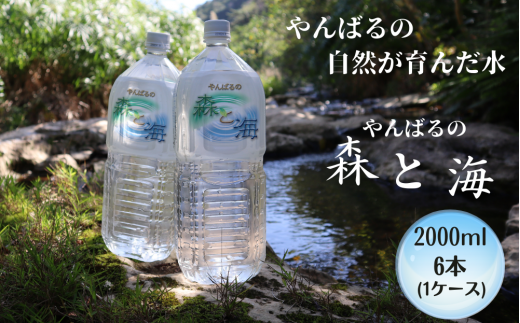 やんばるの水 「 森と海」　2000ml  ６ 本 1269840 - 沖縄県国頭村