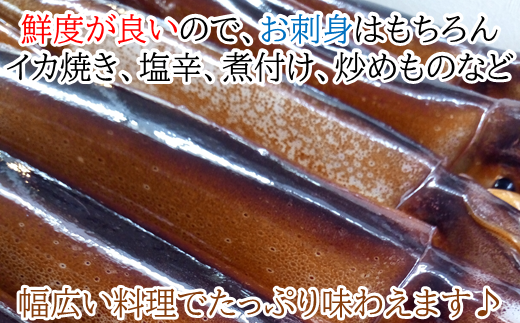 お刺身 いか焼き 炒めものに 三陸の生冷凍イカ15杯 久慈市久慈市 ふるさと納税 ふるさとチョイス