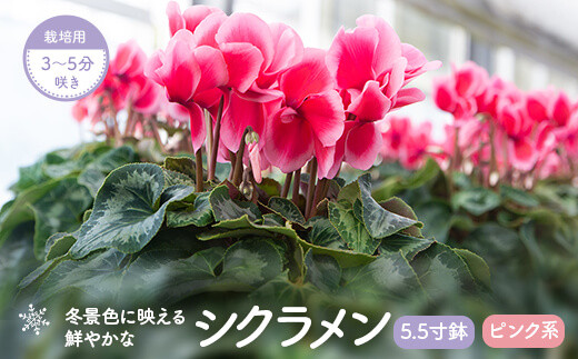 A 0142 シクラメン ピンク系 5 5寸鉢 栽培用３ 5分咲き 鹿児島県薩摩川内市 ふるさと納税 ふるさとチョイス
