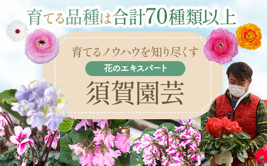 AS-2084-3 シクラメン（ピンク系） 5.5寸鉢 観賞用8～9分咲き 【11月下旬～12月下旬発送】