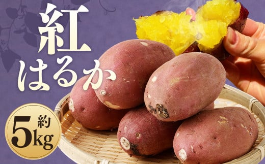 紅はるか 約5kg サツマイモ さつま芋 芋 野菜 いも 熊本県産 