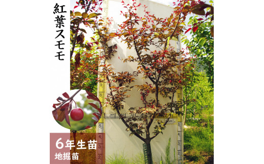 すだ農園 農園直送 6年生 苗木 紅葉スモモ ベニバスモモ 地掘苗16年 実付実績あり 北海道 沖縄 離島への配送不可 京都府亀岡市 ふるさとチョイス ふるさと納税サイト