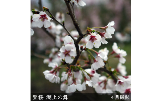 すだ農園＞5年生 苗木 ◇サクラ(桜)豆桜[湖上の舞](マメザクラ・コジョウノマイ)[地掘苗 2017年] ※北海道・沖縄・離島への発送不可 -  京都府亀岡市｜ふるさとチョイス - ふるさと納税サイト