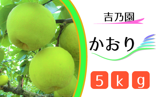 CD016 【吉乃園】松戸の完熟梨「かおり」5kg 319347 - 千葉県松戸市