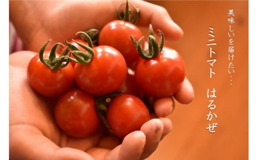 【先行受付】トマト 高糖度 ミニトマト キャロルパッション 約1.8kg