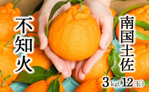 柑橘・みかん　しらぬい（不知火）３ｋｇ　　12玉サイズ 470196 - 高知県いの町