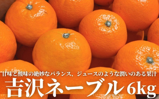 C09016】【2024年2月中旬より発送開始】大分市産 大在ネーブル ご家庭