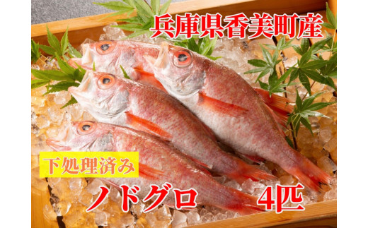 【脂のノリ抜群 香美町産ノドグロ 4匹 下処理済み】 白身のトロ（1匹約150g 20～22㎝ 2匹入り2パック 真空パック 冷凍）発送目安：ご入金確認後順次発送 年末年始配送不可 産地直送 大人気 ふるさと納税 海鮮 兵庫県 柴山 香住漁港 香美町 香住 山陰 国産 日本海で水揚げされた鮮度抜群、脂乗りの良いノドグロです。まる屋 46-01