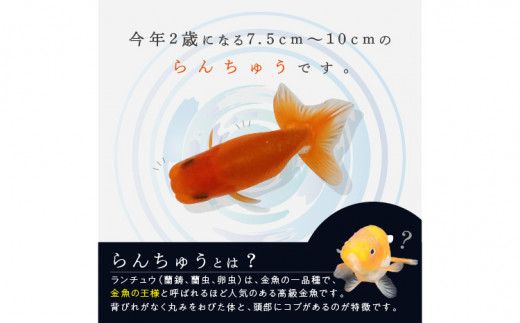 金魚 らんちゅう 2歳魚 4匹セット A 631 福岡県飯塚市 ふるさと納税 ふるさとチョイス