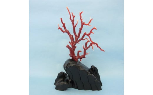 珊瑚職人館の珊瑚の原木・拝見・置物（g11）