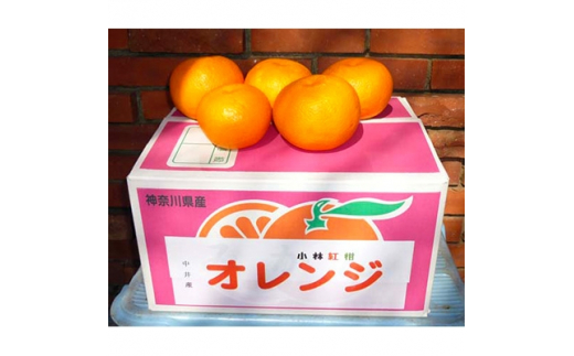 オレンジ「小林紅柑」　1箱【1076850】 457000 - 神奈川県中井町
