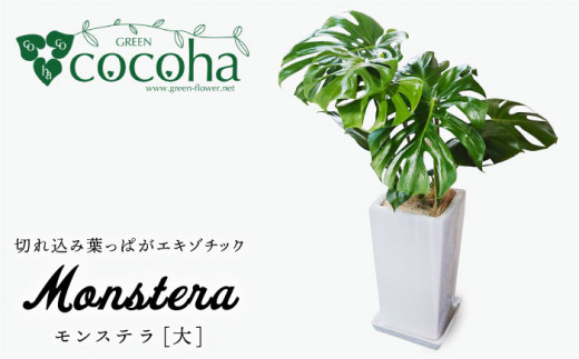 葉の切れ込みがかっこいい モンステラ 大 スクエアポット 糸島 Cocoha 観葉植物 グリーン 緑 インテリア 雑貨 暮らし Awb021 福岡県糸島市 ふるさと納税 ふるさとチョイス