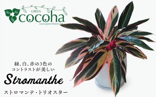 緑 白 赤の色合いが絶妙 ストロマンテ トリオスター 糸島 Cocoha 観葉植物 グリーン 緑 インテリア 雑貨 暮らし Awb019 福岡県糸島市 ふるさと納税 ふるさとチョイス