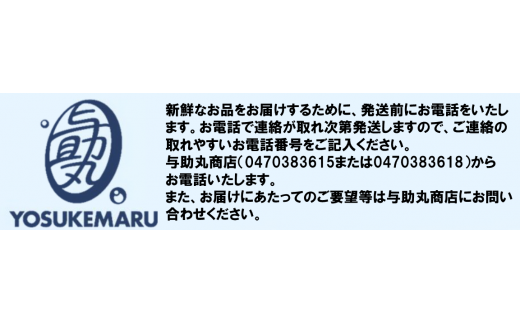 房州産伊勢えび(房州海老)総量 1kg【おがくず梱包】 mi0020-0001