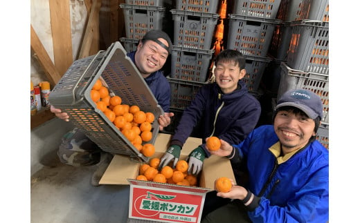 愛媛県明浜産 天晴ポンカン（吉田ポンカン） 3kg - 愛媛県西予市