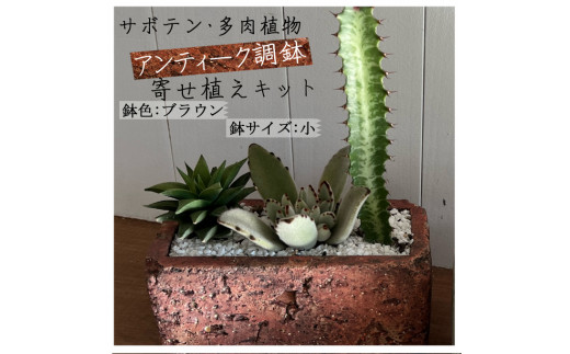 サボテン多肉植物の アンティーク調鉢寄せ植えキット 鉢色 ブラウン 鉢サイズ 小 高知県室戸市 ふるさと納税 ふるさとチョイス