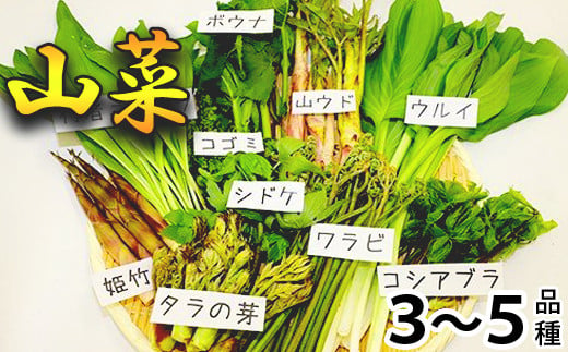 【 期間限定 】 天然山菜 食べ比べセット 約600g ／ じじちゃん 天ぷら 旬 春の味覚 産地直送