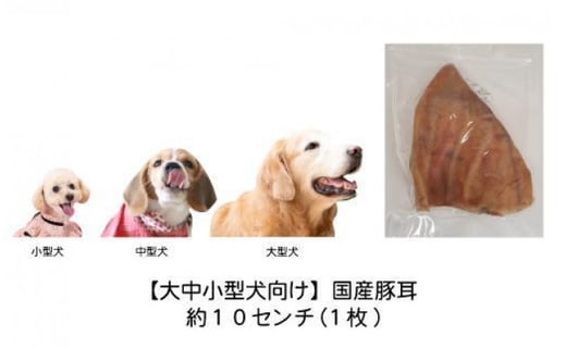 大中小型犬向け 国産豚耳 愛知県名古屋市 ふるさと納税 ふるさとチョイス