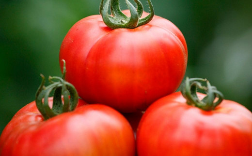 B-316【先行予約】トマト男のフルーツトマト約2kg 野菜 甘いトマト 生産農家直送 ひろしま農園 数量限定 とまと