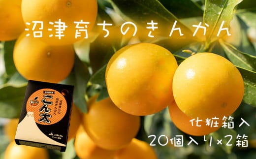 【価格改定予定】高級 きんかん 金柑 こん太 糖度20度以上 化粧箱 20個入り 500g 2箱セット ギフト用