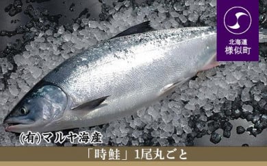 2022年度発送】 ブランド鮭 「銀聖」 1尾(メス) - 北海道様似町 