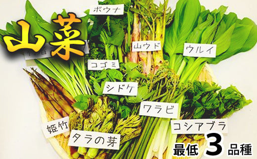 【 期間限定 】 天然山菜 食べ比べセット 約300g ／ じじちゃん 天ぷら 旬 春の味覚 産地直送