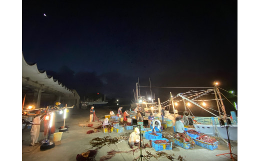 漁の最盛期（８月～１０月）になると午前３時頃には既に港に人が集まり、伊勢海老を１尾１尾丁寧に網から外していきます。