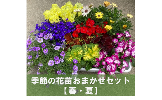 0010-058 季節の花苗おまかせセット 854240 - 埼玉県富士見市