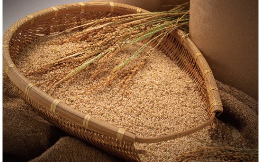 令和5年産 特Aランク米 ななつぼし 玄米 20kg（10kg×2袋）雪冷気 籾